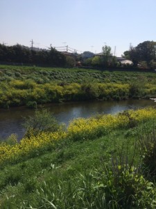 鶴見川　菜の花 (2)